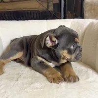 Chloe , a female English Bulldog for sale in Houston, TX – 2 of 4