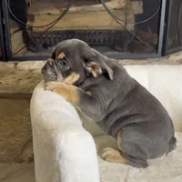 Chloe , a female English Bulldog for sale in Houston, TX – 3 of 4