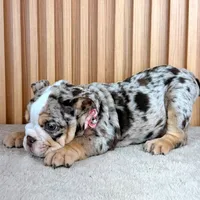 Millie , a female English Bulldog for sale in Houston, TX – 2 of 3