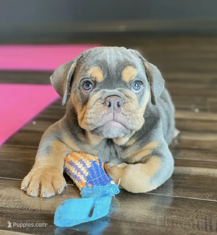 Ruby  – English Bulldog puppy for sale in Houston, TX
