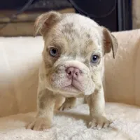Daisy , a female English Bulldog for sale in Houston, TX – 2 of 4