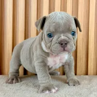 Rosie , a female English Bulldog for sale in Houston, TX – 3 of 3