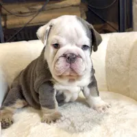 Diesel , a male English Bulldog for sale in Houston, TX – 4 of 4