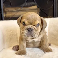 Grumpy , a male English Bulldog for sale in Houston, TX – 2 of 4