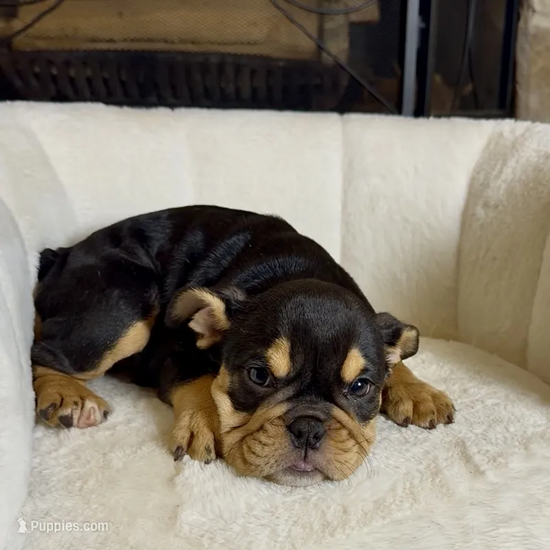 Roxy – English Bulldog puppy for sale in Houston, TX