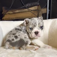 Sky , a female English Bulldog for sale in Houston, TX – 2 of 4