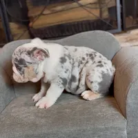 Snow , a male English Bulldog for sale in Houston, TX – 4 of 5