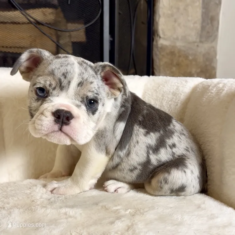 Sky  – English Bulldog puppy for sale in Houston, TX