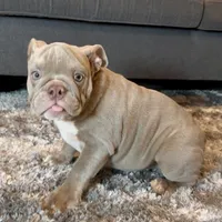 Rosie , a female English Bulldog for sale in Houston, TX – 4 of 4