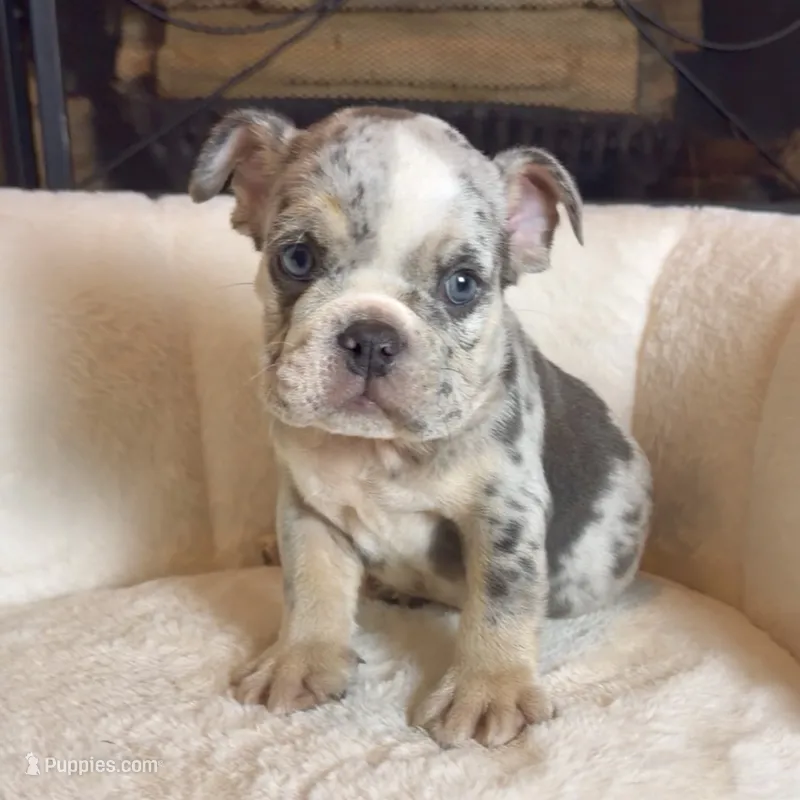Max  – English Bulldog puppy for sale in Houston, TX