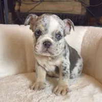 Max , a male English Bulldog for sale in Houston, TX – 1 of 3