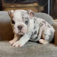 Snow , a male English Bulldog for sale in Houston, TX – 2 of 5