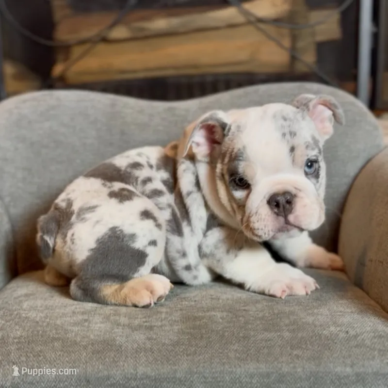 Snow  – English Bulldog puppy for sale in Houston, TX