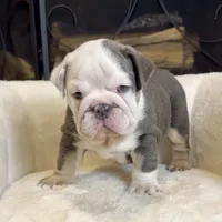 Diesel , a male English Bulldog for sale in Houston, TX – 3 of 4