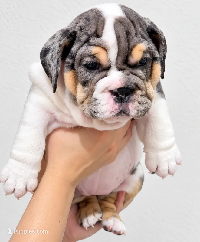 Fendi – English Bulldog puppy for sale in Houston, TX