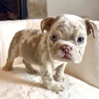 Daisy , a female English Bulldog for sale in Houston, TX – 3 of 4