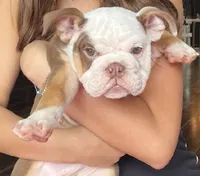 Winston , a male English Bulldog for sale in Houston, TX – Photo 1 of 3