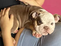 Winston , a male English Bulldog for sale in Houston, TX – Photo 3 of 3