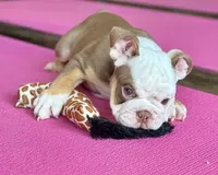 Winston , a male English Bulldog for sale in Houston, TX – Photo 2 of 3