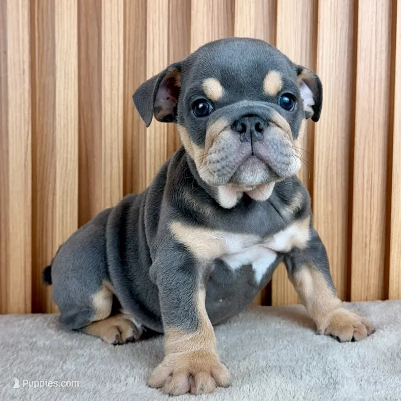 Bruno – English Bulldog puppy for sale in Houston, TX