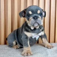 Bruno, a male English Bulldog for sale in Houston, TX – 1 of 3