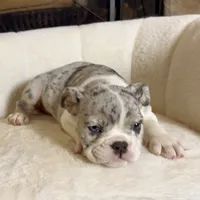 Sky , a female English Bulldog for sale in Houston, TX – 4 of 4