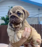 Athena , a female English Bulldog for sale in Houston, TX – 2 of 3