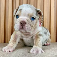 Willow , a female English Bulldog for sale in Houston, TX – 3 of 3