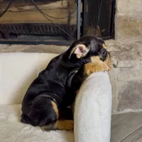 Roxy, a female English Bulldog for sale in Houston, TX – 4 of 4