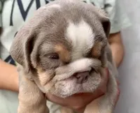 Tank , a male English Bulldog for sale in Houston, TX – 4 of 4