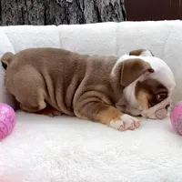 🇬🇧 Winston , a male English Bulldog for sale in Houston, TX – Photo 4 of 4