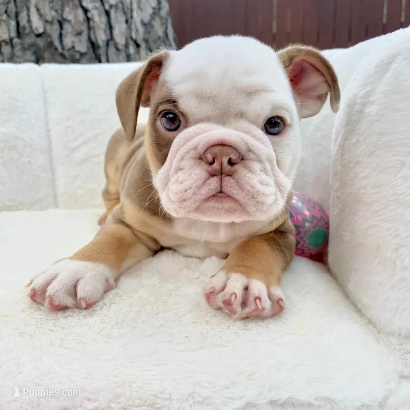 🇬🇧 Winston  – English Bulldog puppy for sale in Houston, TX