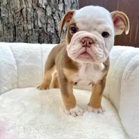 🇬🇧 Winston , a male English Bulldog for sale in Houston, TX – Photo 3 of 4