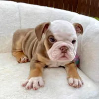 🇬🇧 Winston , a male English Bulldog for sale in Houston, TX – Photo 2 of 4