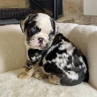 Ghost , a male English Bulldog for sale in Houston, TX – 2 of 3
