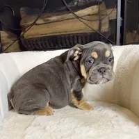 Zoey , a female English Bulldog for sale in Houston, TX – 2 of 4