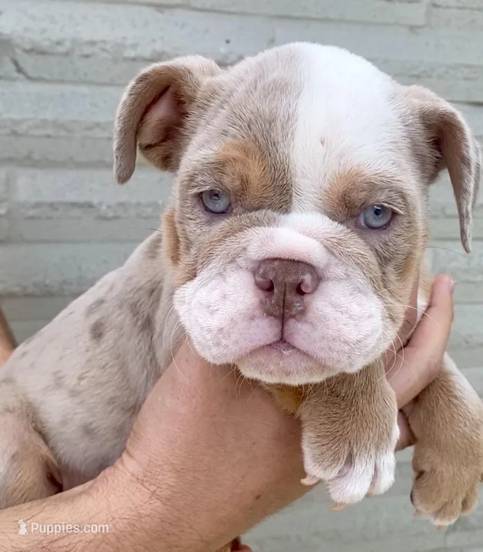 🇬🇧 Lily 🎀 – English Bulldog puppy for sale in Houston, TX