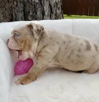 🇬🇧 Lily 🎀, a female English Bulldog for sale in Houston, TX – Photo 4 of 4