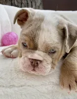 🇬🇧 Lily 🎀, a female English Bulldog for sale in Houston, TX – Photo 1 of 4
