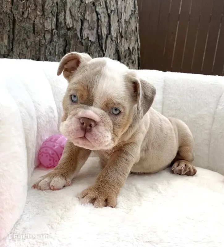 🇬🇧 Lily 🎀 – English Bulldog puppy for sale in Houston, TX