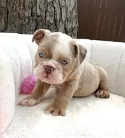 🇬🇧 Lily 🎀, a female English Bulldog for sale in Houston, TX – Photo 2 of 4
