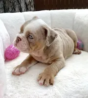 🇬🇧 Lily 🎀, a female English Bulldog for sale in Houston, TX – Photo 3 of 4
