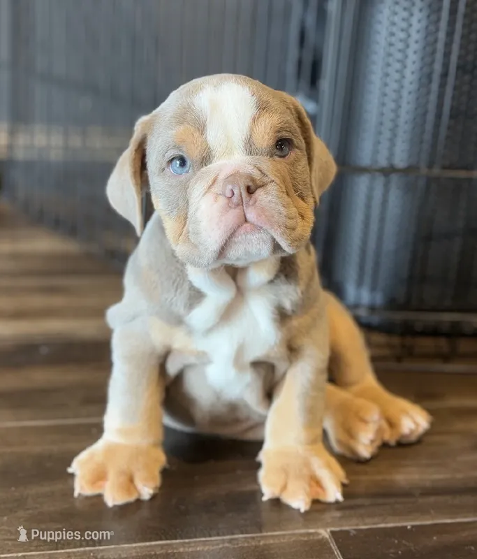 Tank  – English Bulldog puppy for sale in Houston, TX