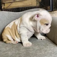 Barney , a male English Bulldog for sale in Houston, TX – 2 of 4