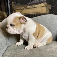 Barney , a male English Bulldog for sale in Houston, TX – 4 of 4