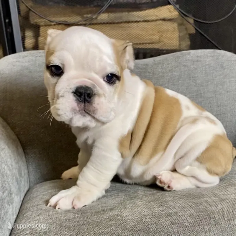 Barney  – English Bulldog puppy for sale in Houston, TX