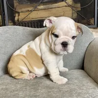 Barney , a male English Bulldog for sale in Houston, TX – 3 of 4
