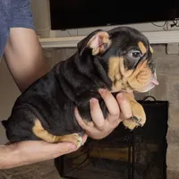 Roxy, a female English Bulldog for sale in Houston, TX – 4 of 4