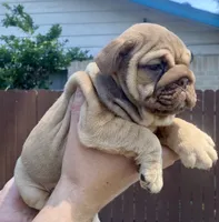 Athena , a female English Bulldog for sale in Houston, TX – 3 of 3