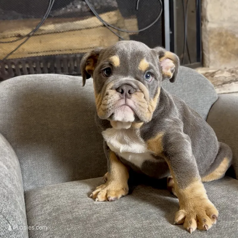Rocco  – English Bulldog puppy for sale in Houston, TX